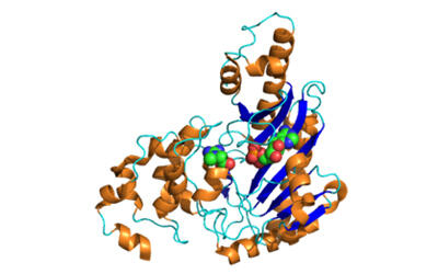 Creatine kinase1 400 250