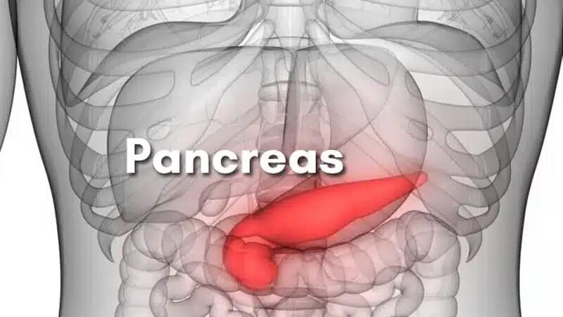 Pancreas2 800