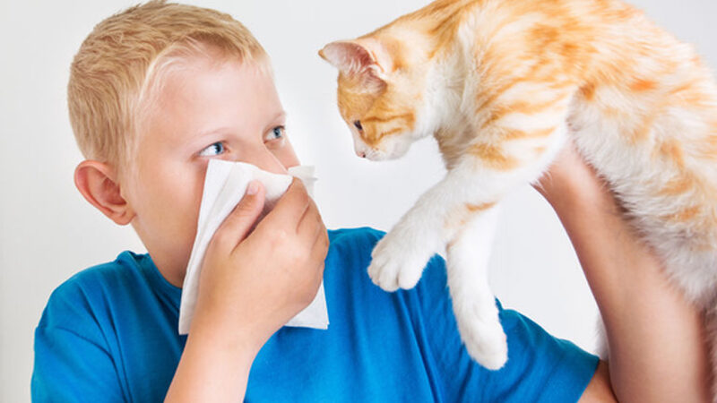 Inhalatie allergie2 800 500