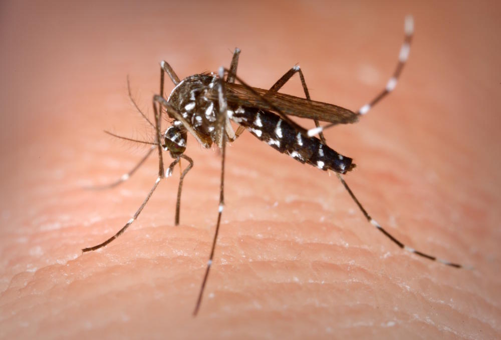 Zikavirus